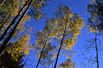 Aspens, Valles Caledra, #2