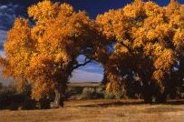 Bonanza Creek Cottonwoods