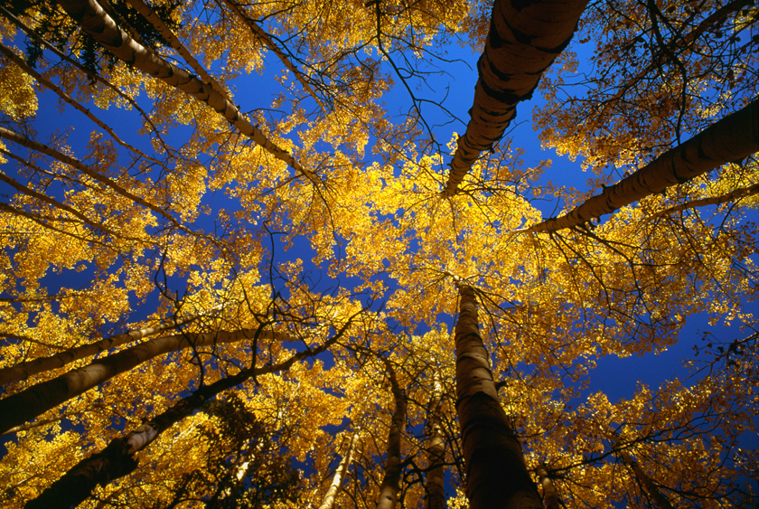 Aspens and Sky, Pecos Wilderness