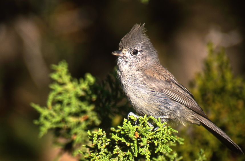 Juniper Titmouse