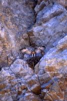 Redtail Hawk Chicks