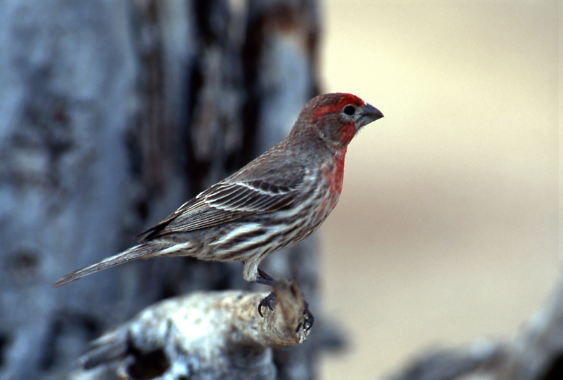House Finch