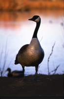 Canada Goose