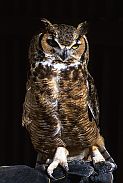 Great Horned Owl