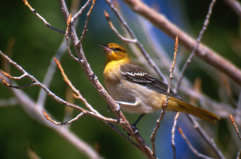 Bullock's Oriole, Female #1A