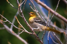 Bullock's Oriole, Female #1A