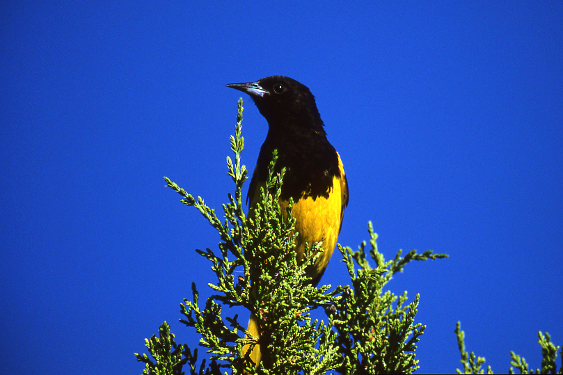 Scott's Oriole, Male #3