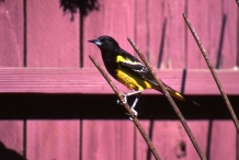 Scott's Oriole, Male #1