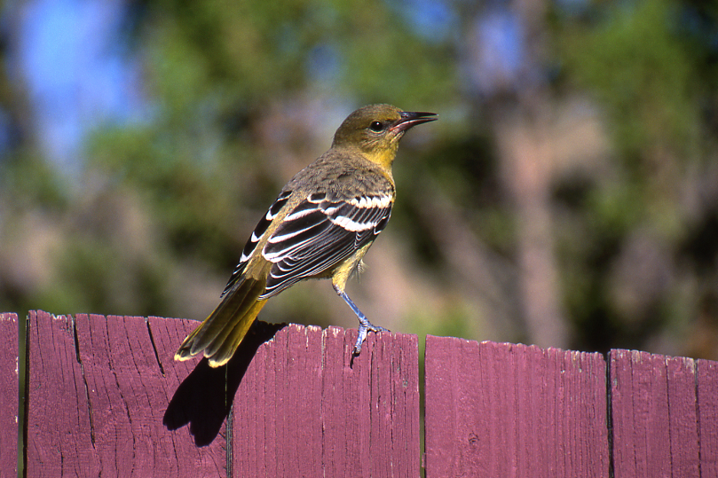 Scott's Oriole, Female #1