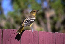 Scott's Oriole, Female #1