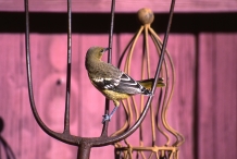 Scott's Oriole, Female #2