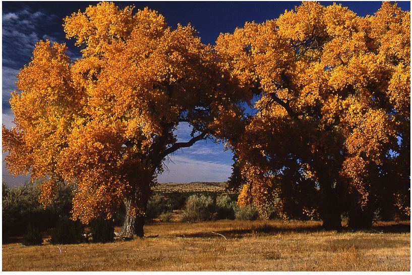Bonanza Creek Cottonwoods