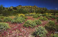 Purple Owl's Clover with Saguaro Cactus, Sonoran Desert