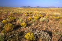 Santa Fe Plains, Cerrillos Hills