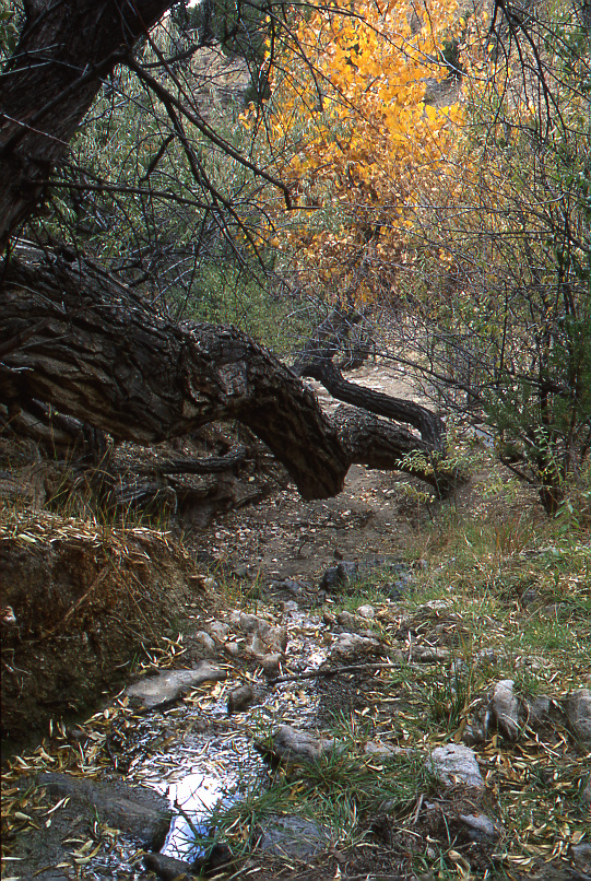 Cottonwood at Eric's Spring
