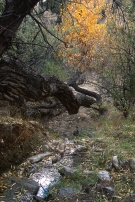 Cottonwood at Eric's Spring