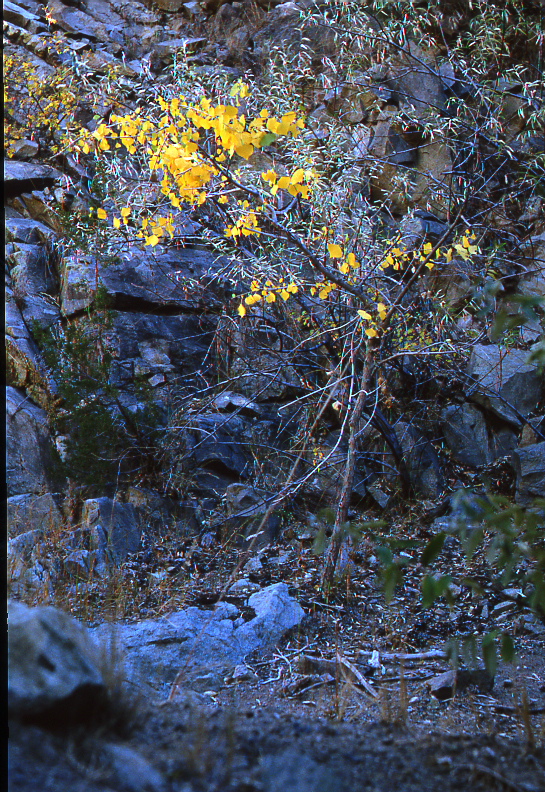 Small Cottonwood near Eric's Spring, 2001