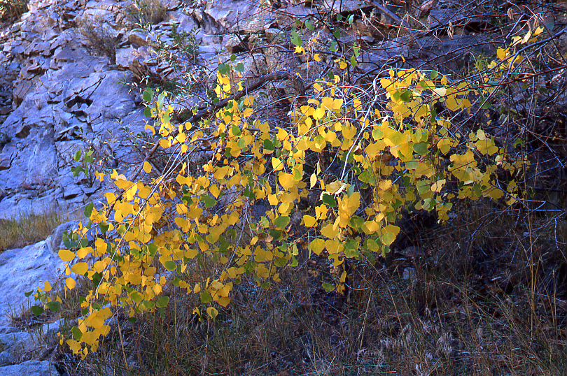 Small Cottonwood near Eric's Spring, 2009