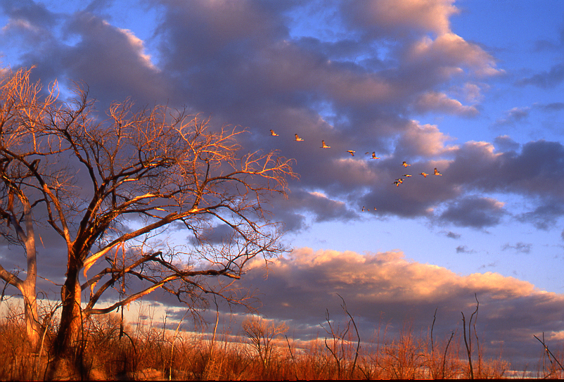 Sandhill Cranes in Flight