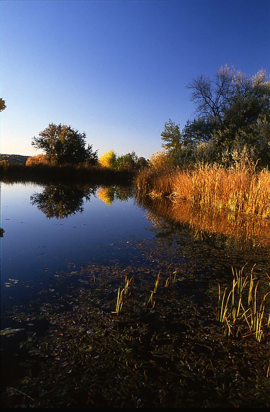 Lenora Curtin Wetland Preserve #4 Vertical