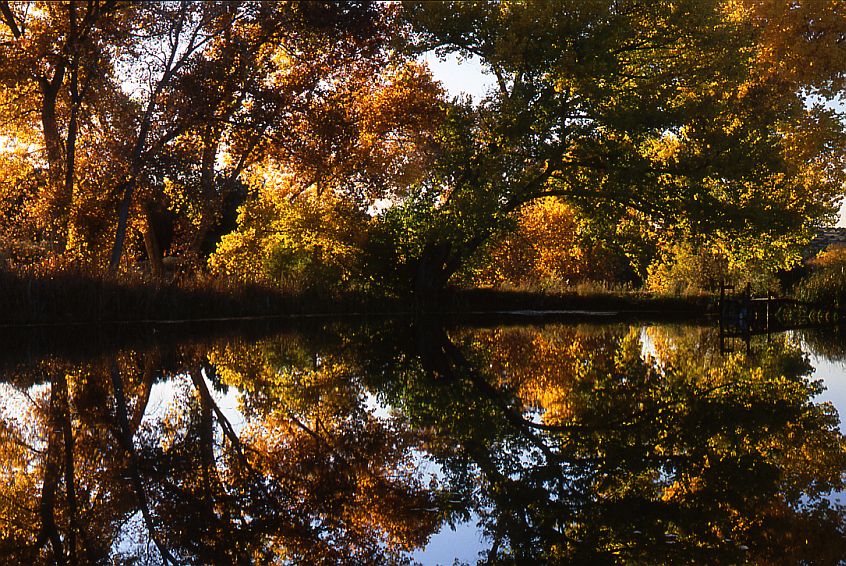 Lenora Curtin Wetland Preserve #5