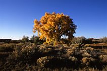 Curtin Preserve, Cottonwood #1B