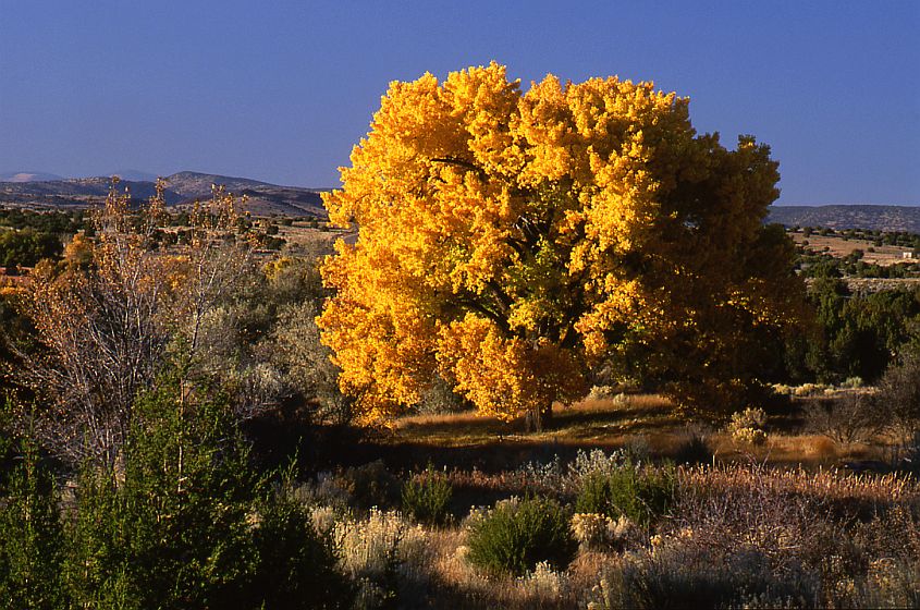 Curtin  Preserve Cottonwood #3
