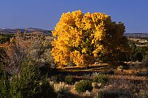 Curtin Preserve, Cottonwood #3