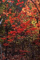 Fourth of July Canyon, Big Tooth Maple #1