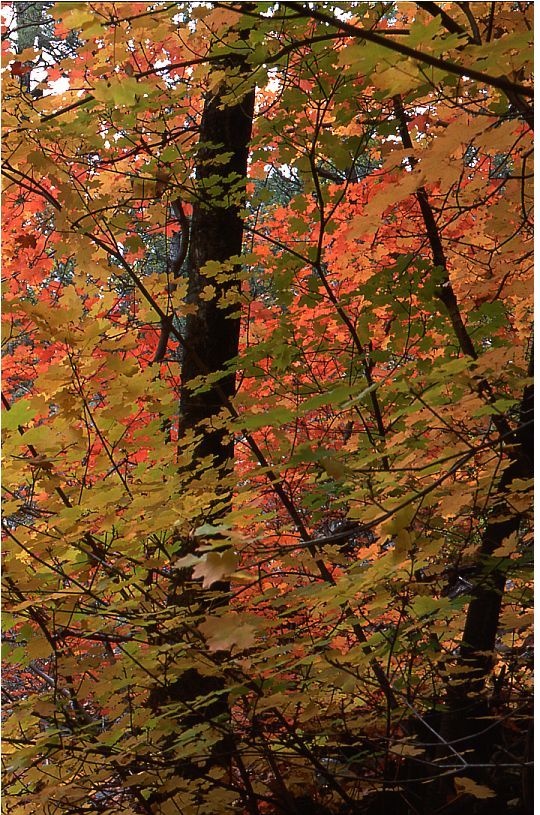 Fourth of July Canyon, Big Tooth Maple #2