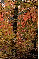 Fourth of July Canyon, Big Tooth Maple #2