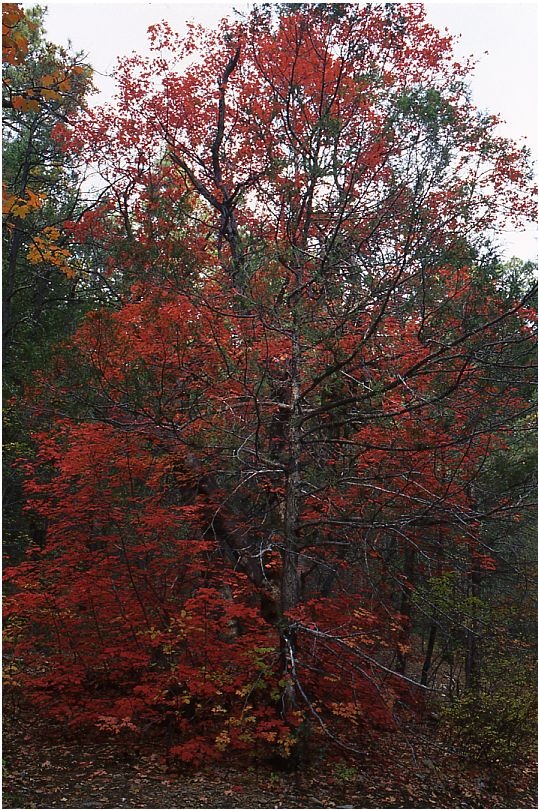 Fourth of July Canyon, Big Tooth Maple #1