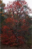 Fourth of July Canyon, Big Tooth Maple #3