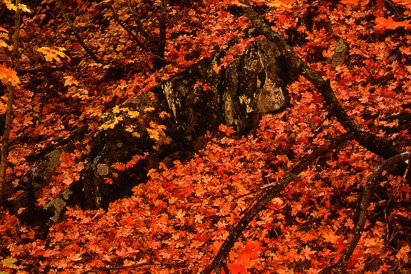 Fourth of July Canyon, Big Tooth Maple Leaves #1