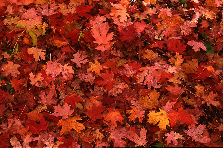 Fourth of July Canyon, Big Tooth Maple Leaves #2