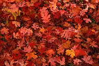 Fourth of July Canyon, Big Tooth Maple Leaves #2