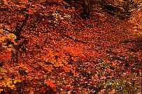 Fourth of July Canyon, Big Tooth Maple Leaves #3