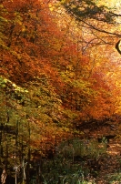 Fourth Canyon, Vertical #1