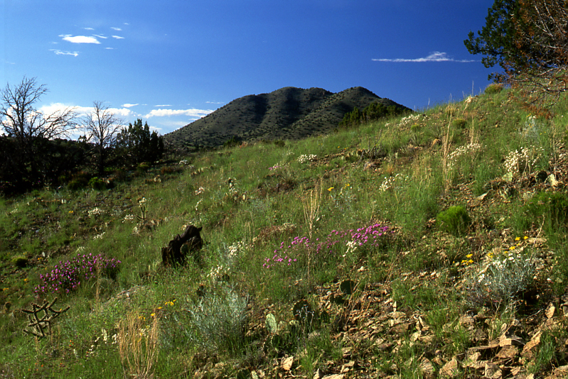 Green Grass and Wildflowers