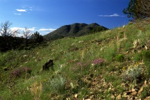 Green Grass and Wildflowers