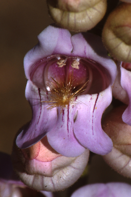 James Penstemon (<i>penstemon jamesii</i>)
