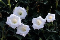 Jimson Weed