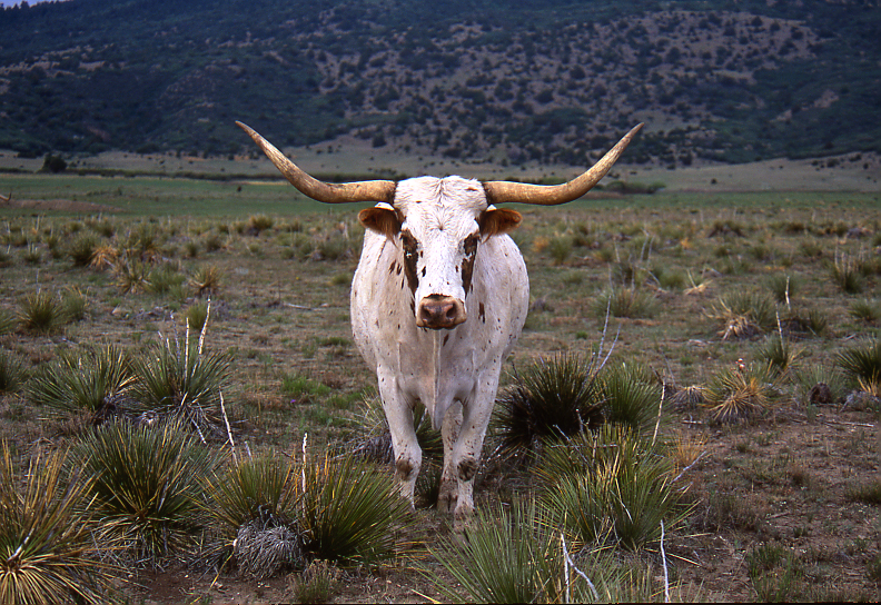 Longhorn Bull; Miami, NM