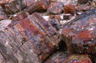 Petrified Forest (Arizona)