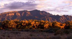 Sandia Mountains and Rio Grande Cottonwoods at Sunset