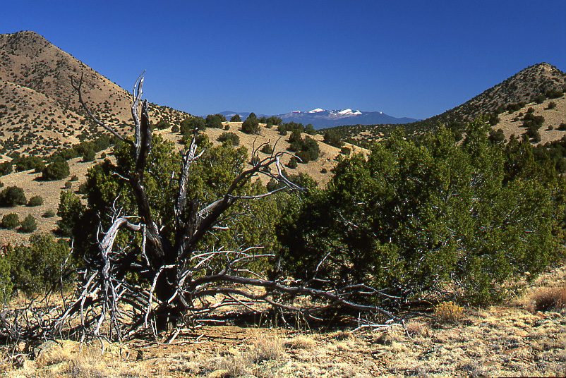 The Woman Fled into the wilderness