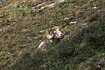 Rocky Mtn. Ram, South Truchas Peak