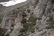 Rocky Mtn. Sheep, Ram