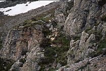 Rocky Mtn. Sheep, Ram #2