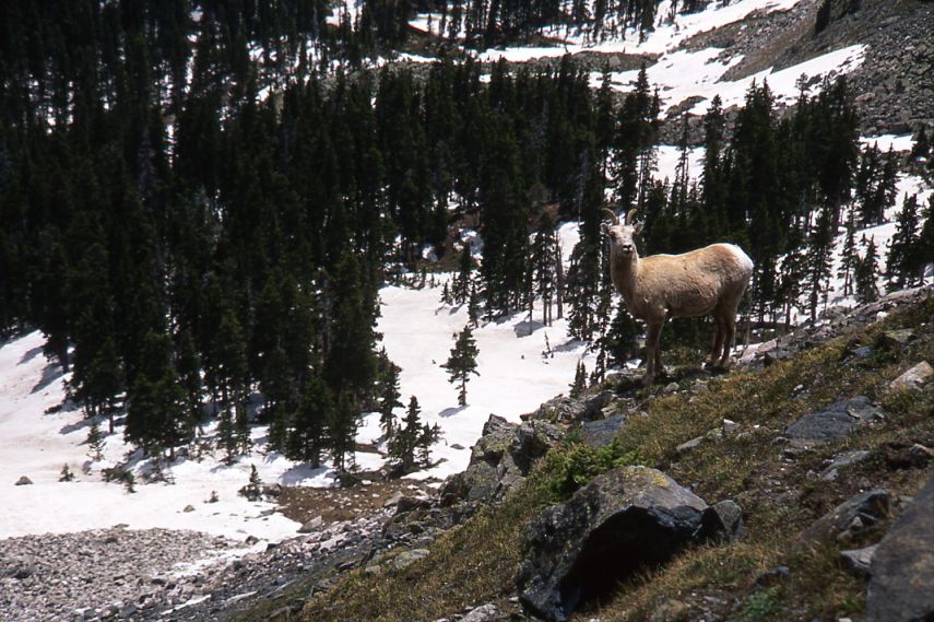 Rocky Mnt. Sheep, Ewe, South Truchas